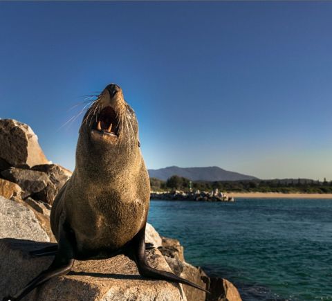 narooma seal dutchadventurer