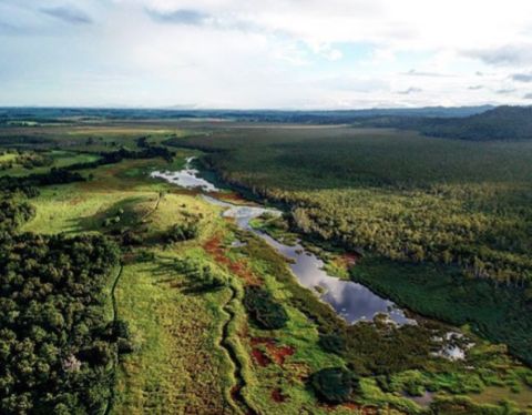 eubenangee swamp